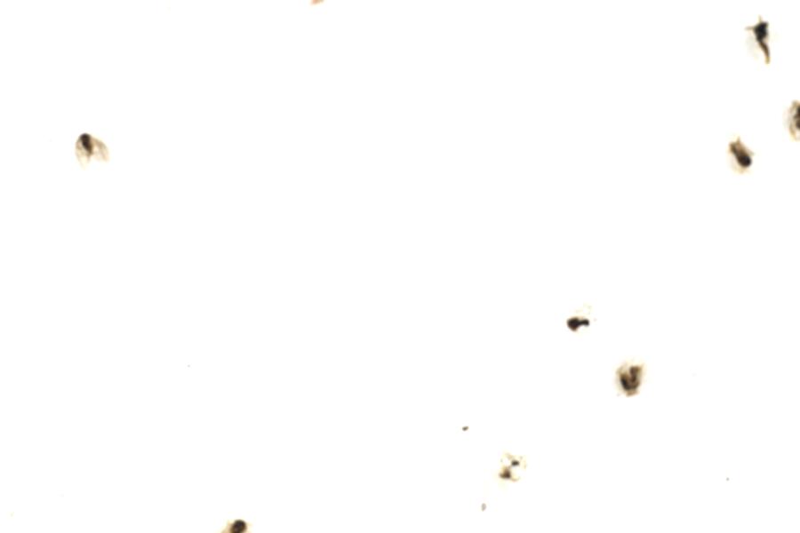 Image 53